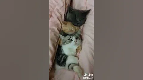 Video 1343281: persian american bobtail, american bobtail cat, rex japanese bobtail snowshoe, brown persian cat, somali cat havana