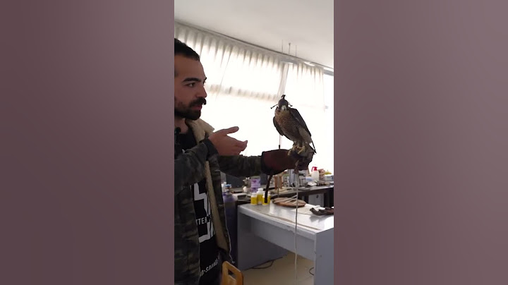 İNSANI BAYILTAN DOĞANLAR! #shorts #falcon #şahin