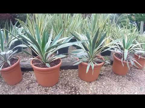Yucca