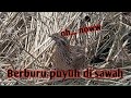 MENANGKAP BURUNG PUYUH DI SAWAH