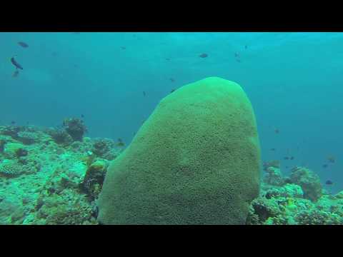 Vídeo: Navegando En Aguas Inciertas: Una Revisión Crítica De Inferir El Comportamiento De Búsqueda De Alimento Desde La Ubicación Y Los Datos De Buceo En Pinnípedos