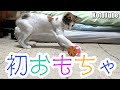 子猫を保護して8日目、初めてのおもちゃへの反応がかわいい！うれしくて大興奮！