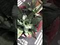 2 Beautiful Snake Plant Varieties in One Video 🌿#snakeplant #sansevieria #houseplants #indoorplants