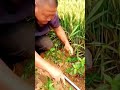 cool technique for cutting shoots on chili plants #shorts