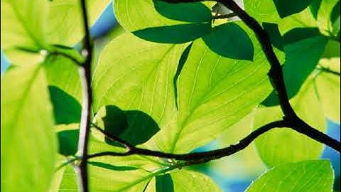 ماتيسر من القرٱن الكريم بصوت القارئ أحمد الدباغ الجزء الثالث