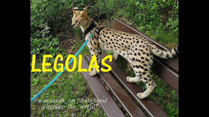 Watch the video about LEGOLAS the Serval Cat is happy about his new room - cuddling and purring - eating from my hand 😻🐆🦁