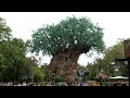 An Afternoon Walk Around Disney&#39;s Animal Kingdom - May 2024 | Walt Disney World Orlando Florida