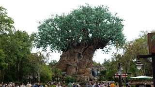 An Afternoon Walk Around Disney's Animal Kingdom  May 2024 | Walt Disney World Orlando Florida