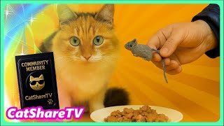 видео: Люся Пришла Голодная Но С Надеждой В Глазах! 🔥 картинка: Люся Пришла Голодная Но С Надеждой В Глазах! 🔥