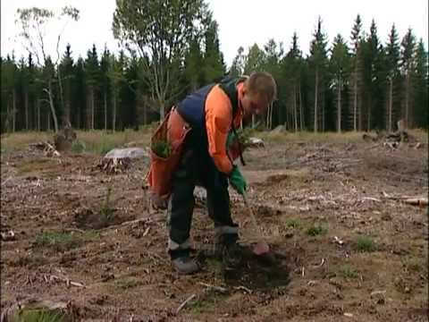 Video: Plantering Av Vinstocken