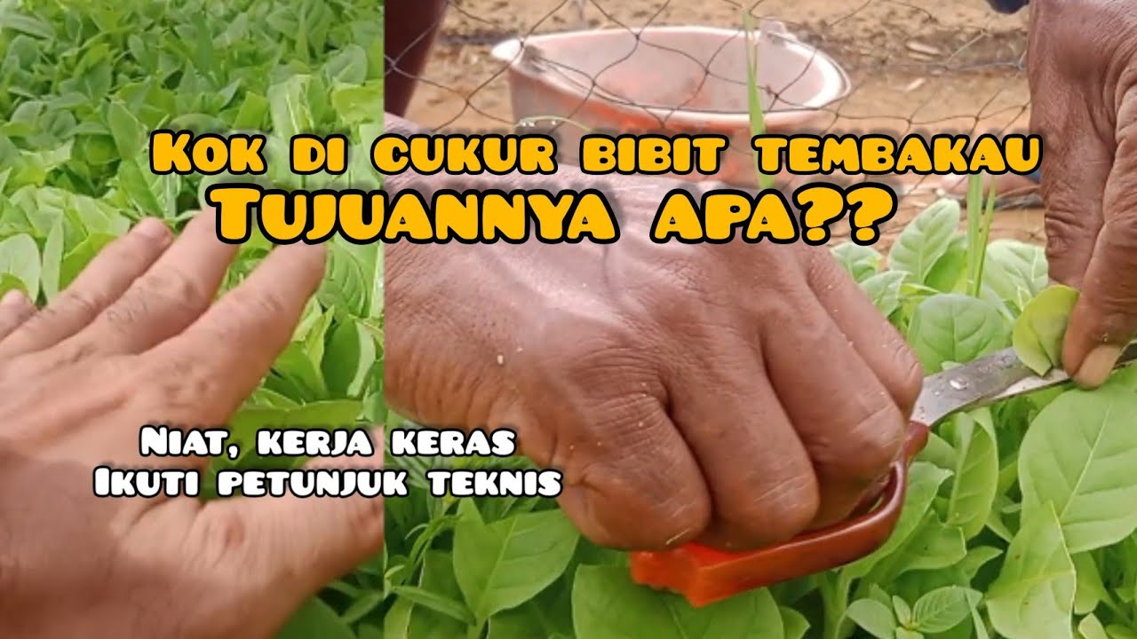 Apa Itu Kliping Kok Di Cukur Bibit Tembakau YouTube apa-itu-kliping-kok-di-cukur-bibit-tembakau-youtube