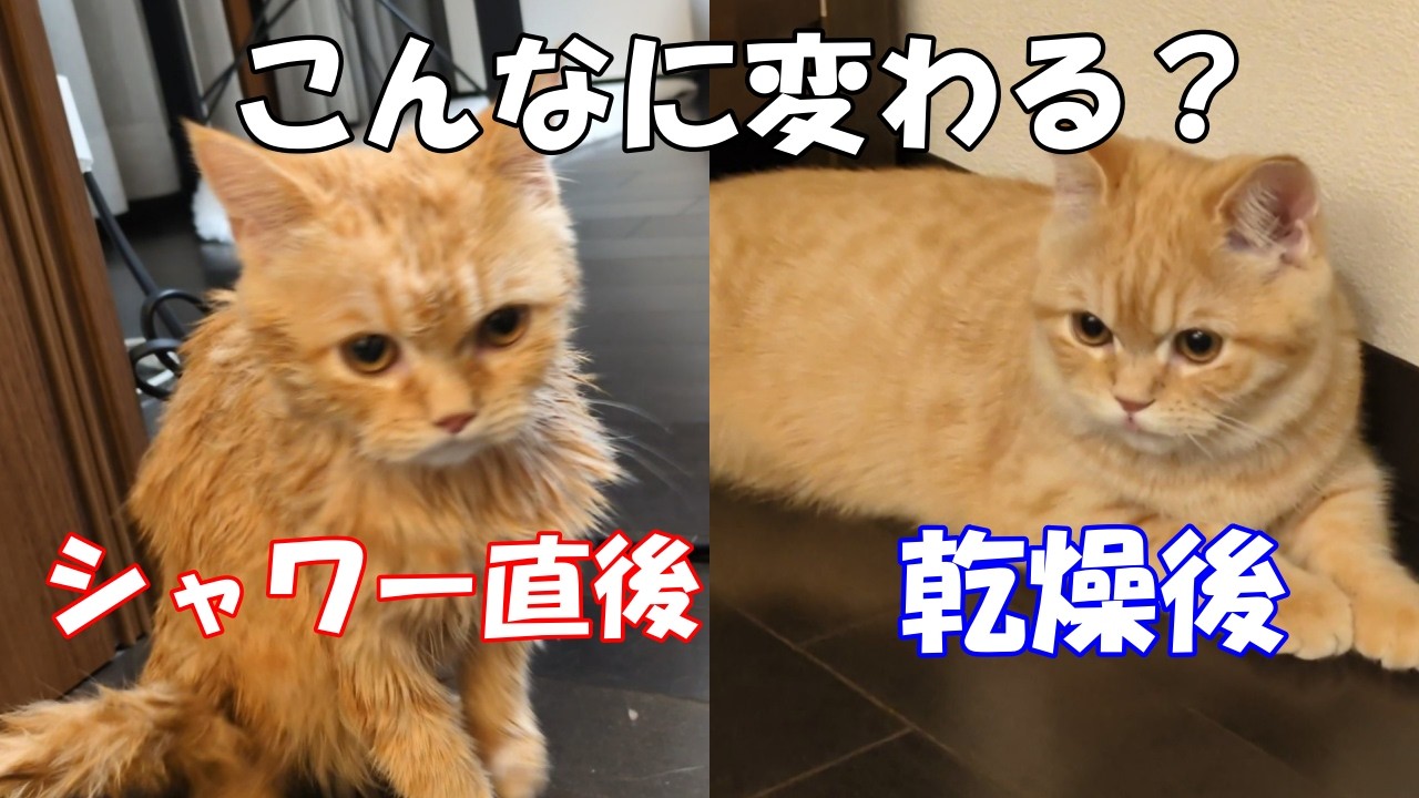 生後5か月マンチカンのシャワー前と後が全然違う姿