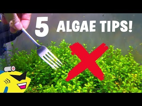 Video: Paano Mapalago Ang Algae