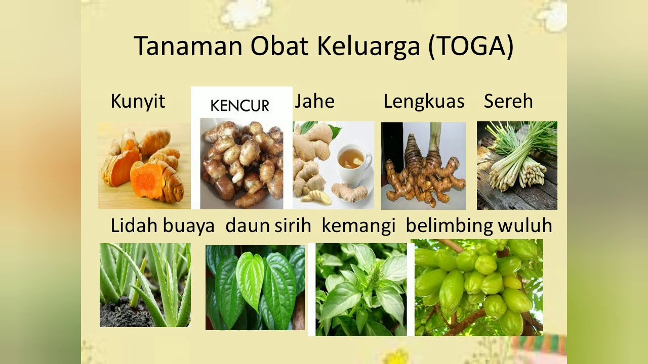  Tanaman  Obat  Keluarga Untuk Paud Lembar Kegiatan  Anak Tk 