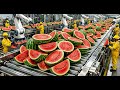 Inside a Modern Watermelon Factory: How Desserts Are Made from Fresh Fruit