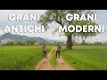 Come sta CRESCENDO il  GRANO che abbiamo SEMINATO? @Cristian Benaglio