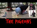 THE PIGEONS !  - TOOPET