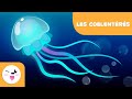 Les coelentérés - Les animaux invertébrés - Sciences naturelles pour les enfants