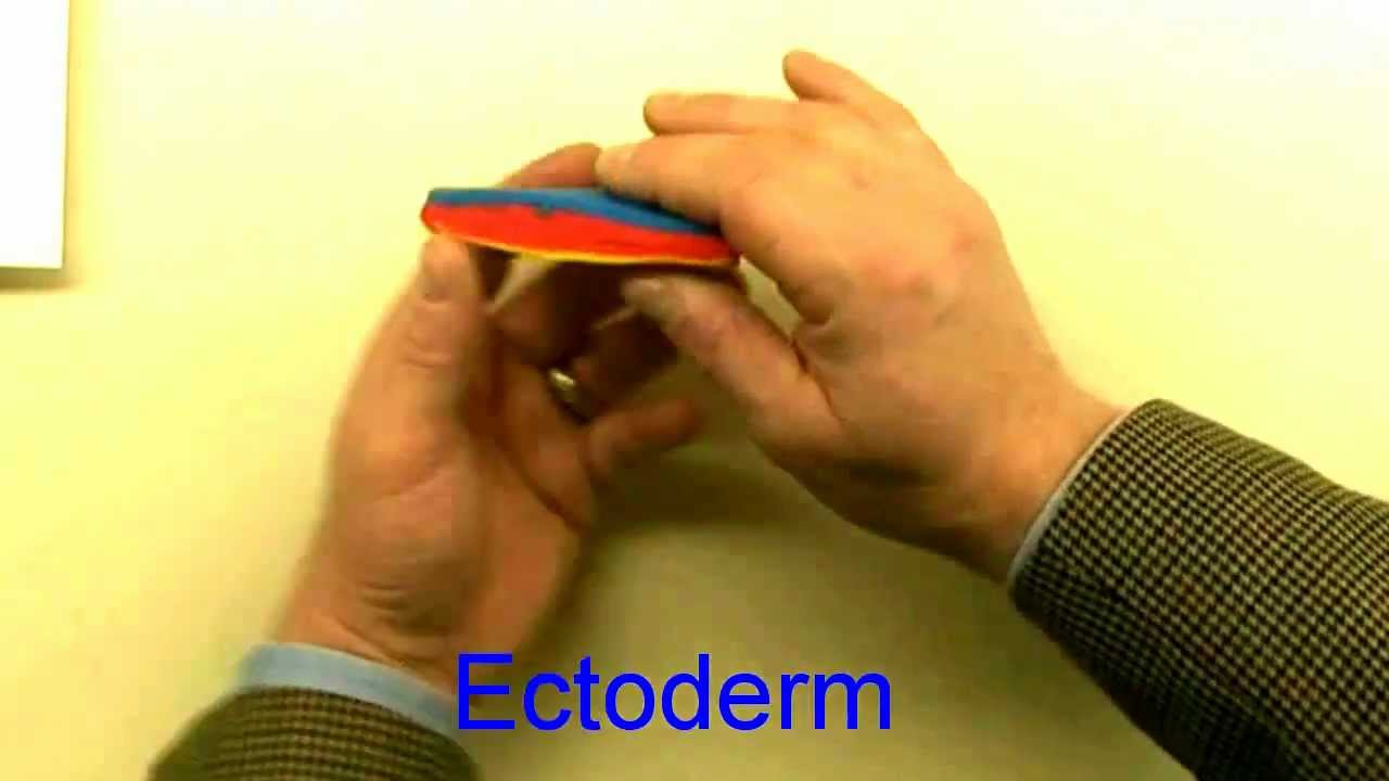 Medical embryology - Difficult concepts of early development.mp4