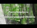 Растительность Калининградской области