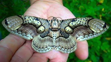 The INSANE transformation of the GIANT TROPICAL OWL Moth! (Brahmaea hearseyi)