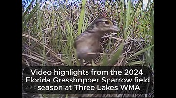 2024 Season Highlights - Florida Grasshopper Sparrow