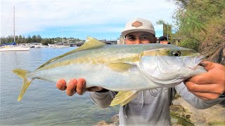 Kingfish on live prawns [Sydney Harbour]