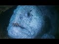 Hungry Wolf Eel Isn't Scared of Humans | Deadly 60 | Earth Unplugged