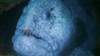 Hungry Wolf Eel Isn't Scared of Humans | Deadly 60 | Earth Unplugged