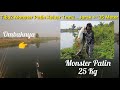 Maser Monster Ikan Patin Bobot 25 Kg #RekorBaruSaya