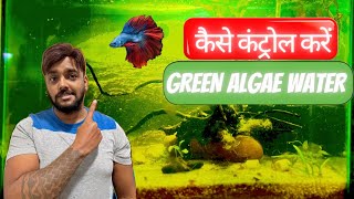 Aquarium Green Algae Water Cure । एक्वेरियम की अगले कैसे साफ़ करें?