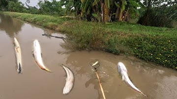  Tới cá nữa rồi,,thứ nào chịu,, kích cá miền tây,, kênh htgc tập 252