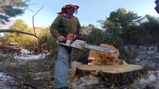 650 STIHL Cutting,  Great White Pine (R.I.P) by charles toth 562 views 10 years ago 1 minute, 23 seconds