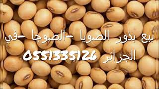 بيع بذور الصويا -الصوجا -في الجزائر 0551335126بسعر بسيط