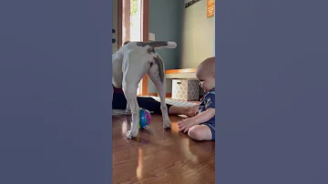 Baby Puts His Finger in Dog's Butt Hole - 1208114