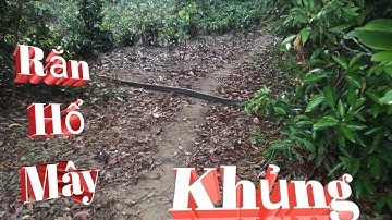 Rùng mình khi cận cảnh gặp rắn hổ mây to khủng khiếp bò qua đường trên núi Cấm