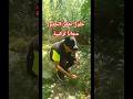 وداعا تعفن جدور الكيف القنب الھندي تركيبة مجانية اكسبلور زراعت Farming Farming وداعا تعفن جدور الكيف القنب الھندي تركيبة مجانية اكسبلور زراعت Farming Farming