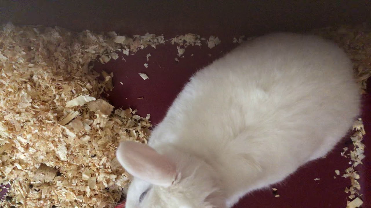 Rabbit cool 
