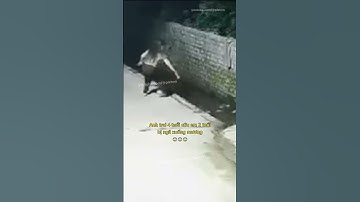 Anh trai 4 tuổi cứu em 2 tuổi bị ngã xuống mương 😨 #nghean #canhbao #mayman #thongminh #giadinh