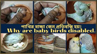 পাখির বাচ্চা কেন প্রতিবন্ধি হয়। Why are baby birds disabled.