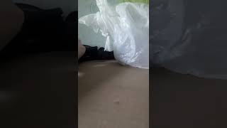 улитка путешественница #улитка_ахатина_
