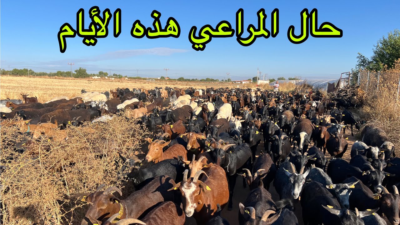 شوف المراعي في إسبانيا ونحن في شهراكتوبر تبارك الرحمن 