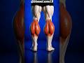 BUILD BIGGER &amp; STRONGER CALVES WITH THESE EXERCISES! 💪🔥 #gymmotivation #gym