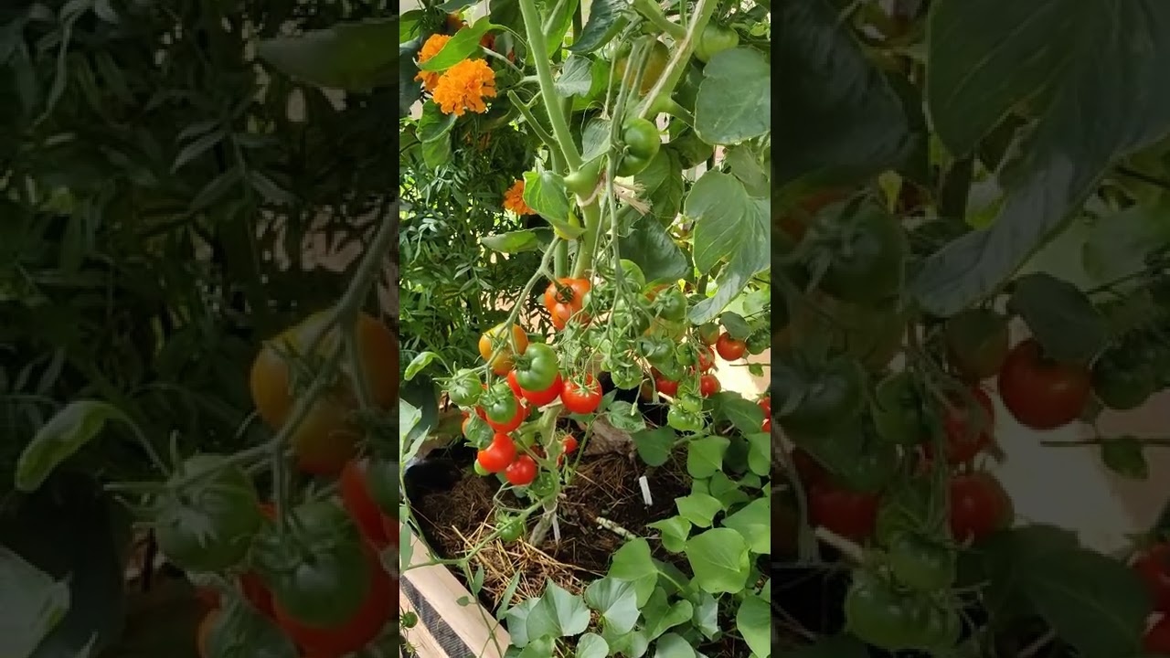 comparatif tomates greffées maison et non greffées