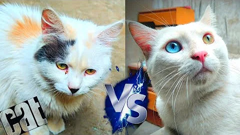 Video 7431241: persiancat persians, cute persian cat fighting, persiancat cats catlover