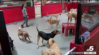 East Dallas doggy daycare says recent city zoning issue means pets must stay indoors | NBCDFW