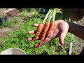 What Happens When You Leave Carrots In The Ground 30 Extra Days?