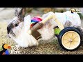 Bunny Uses Cute Little Wheelchair To Hop Around + Brave & Beautiful Bunnies | The Dodo Top 5