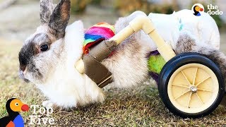 Bunny Uses Cute Little Wheelchair To Hop Around + Brave & Beautiful Bunnies | The Dodo Top 5