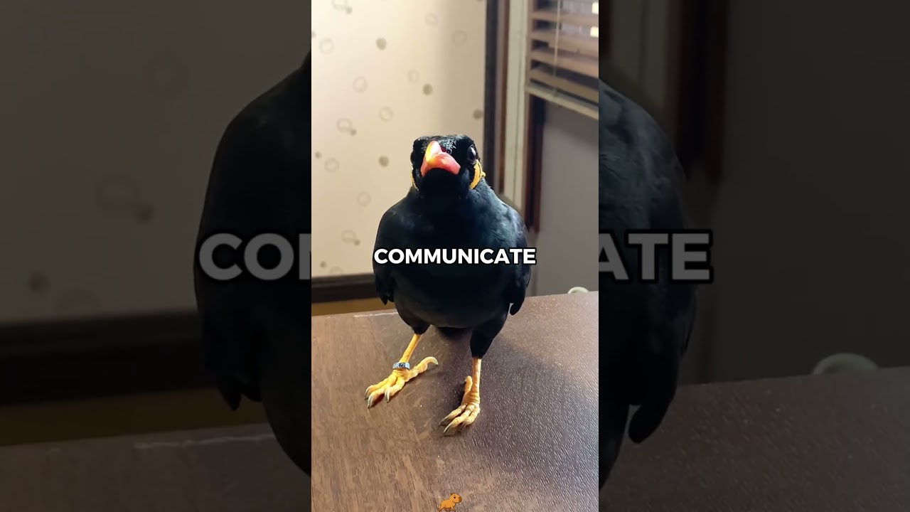 Подойдет ли майна в качестве домашнего питомца? | Рейтинг домашних животных 🐥😲